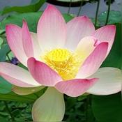 Taras Lotus Garden