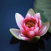 Lotus Blossom