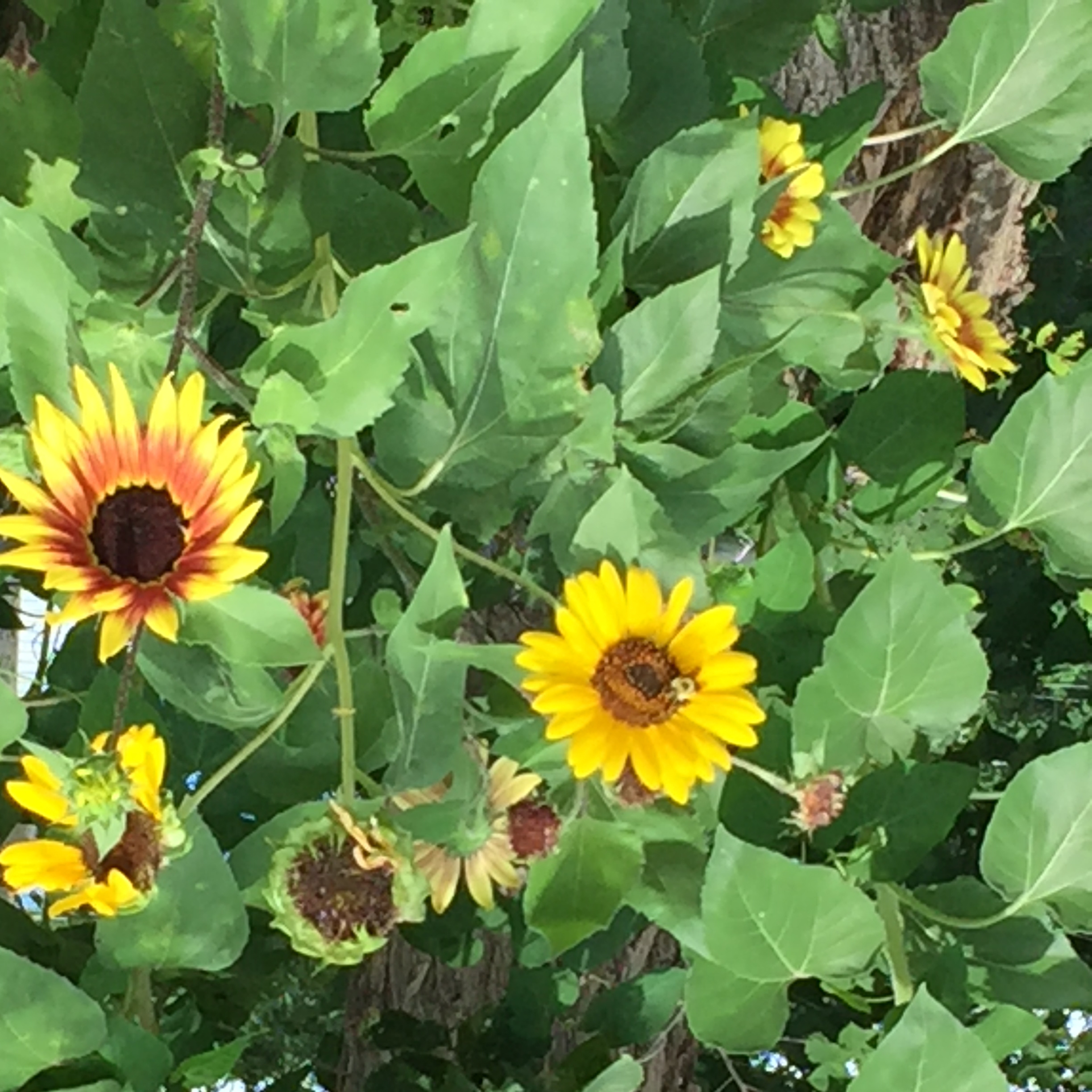 sunflowerstarz